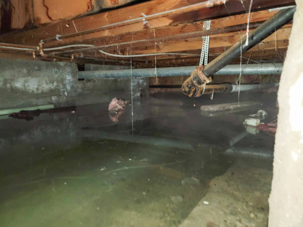 Best Sewage cleanup and water damage restoration  in Granby, MO